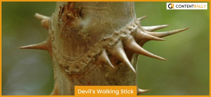Devil’s Walking Stick