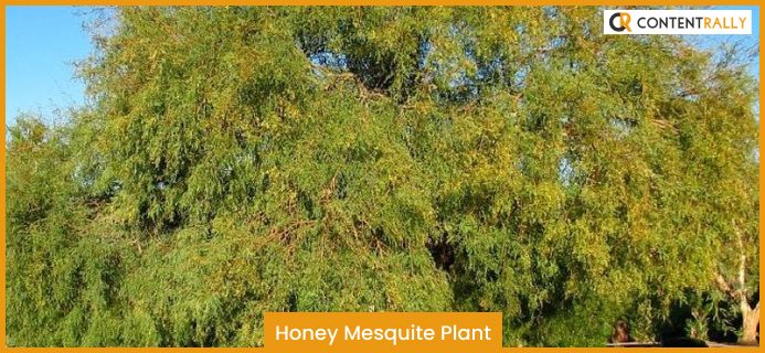 Honey Mesquite Plant