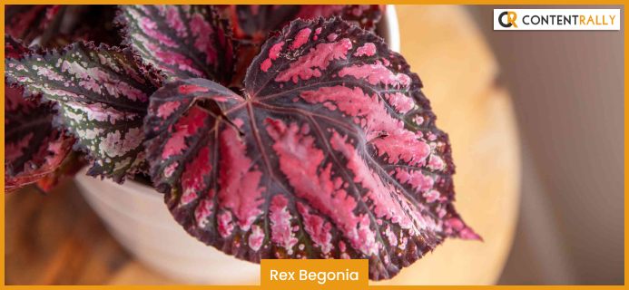 Rex Begonia
