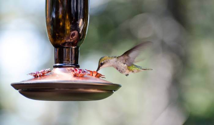 How to Set Up Your Window Bird Feeder