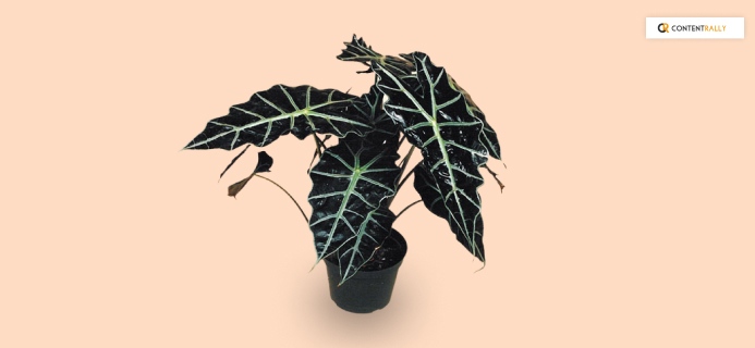 African Mask Plant