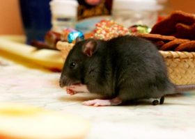 How To Get Rid Of Mice & Roaches From Your Space