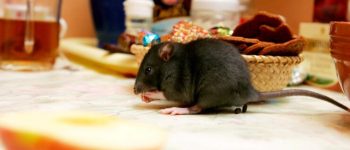 How To Get Rid Of Mice & Roaches From Your Space