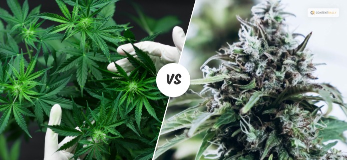 Cannabinoids VS Tarpenes - What’s The Difference?