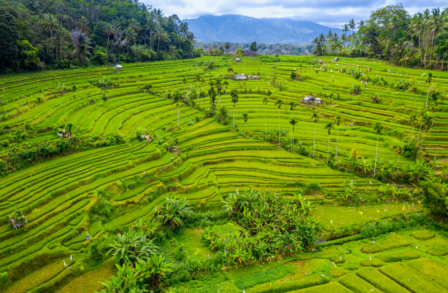 Ubud Rice Terraces