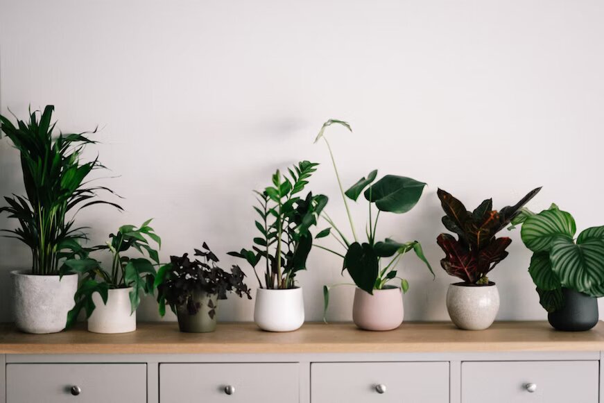 Best Indoor Plants For The Dining Room