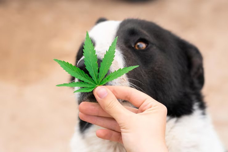 CBD Product for Your Dog