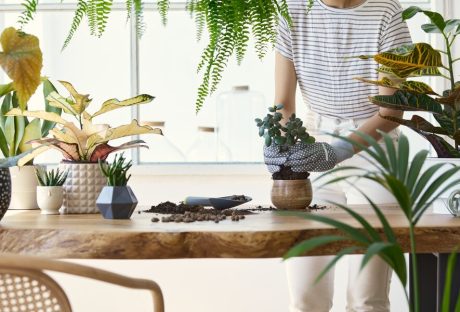 Plant Styling In Interior Design