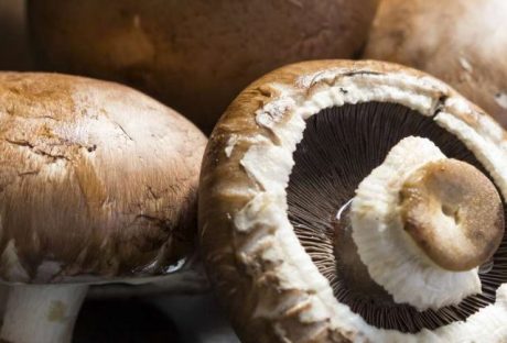 Negative Effects Of Portobello Mushrooms