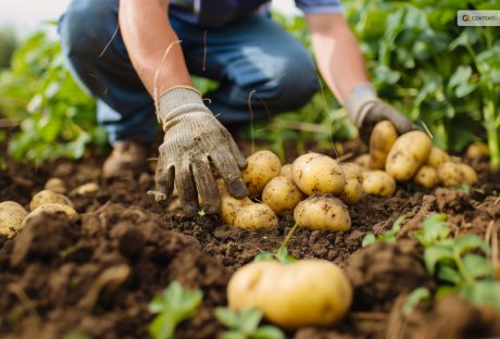 How to harvest potato