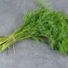 how to harvest dill