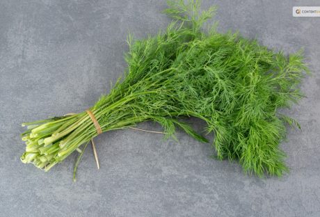 how to harvest dill