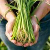 how to harvest lemongrass