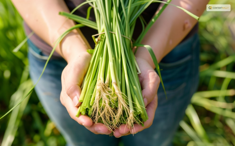 how to harvest lemongrass