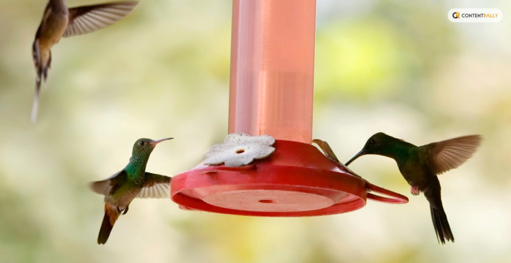 Attracting More Hummingbirds 