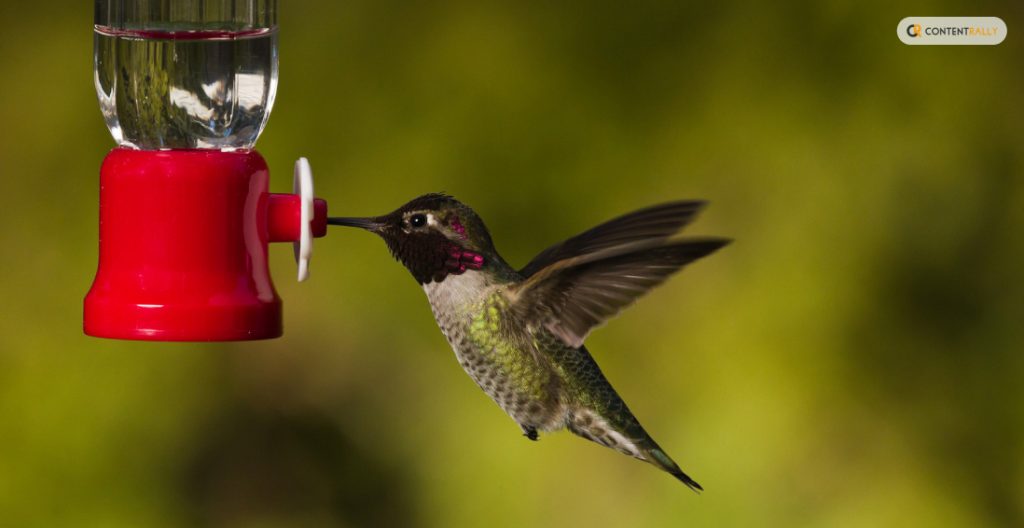 Enhancing the Hummingbird Experience