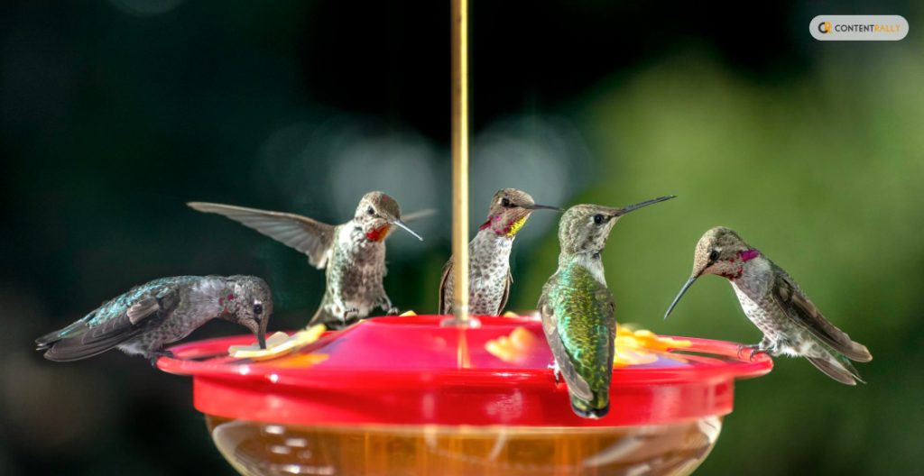 Make Your Hummingbird Food Now