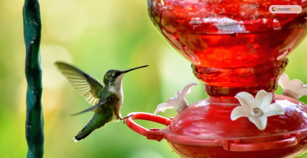 Setting Up Your Hummingbird Feeder