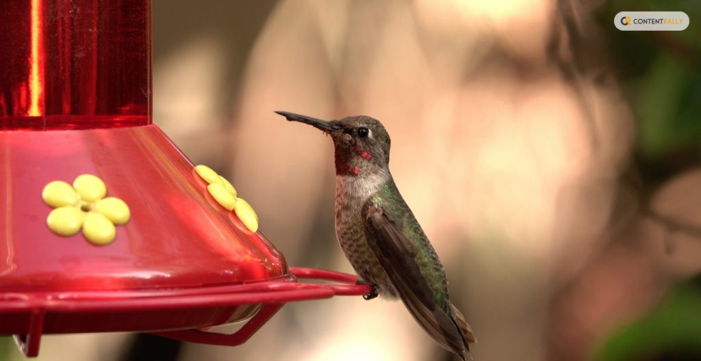 Understanding Hummingbird Nutrition