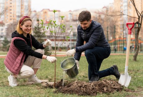 Safe Tree Care Tips for Urban Homeowners